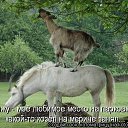 ���� �������, ��������, 38 ��� - ��������� 15 ������� 2015 � ������ ������ ��������