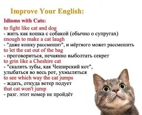 Переведи слово cat на русский. Идиомы коты. Кошка на английском языке. Английские идиомы со словом Cat. Рассказ про кота на английском языке.