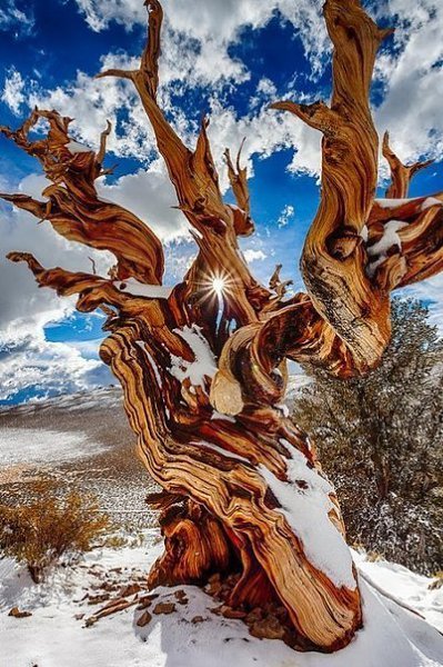 Самые старые деревья на планете. Национальный парк Грейт-Бейсин (Great Basin National Park), Невада, ... - 6