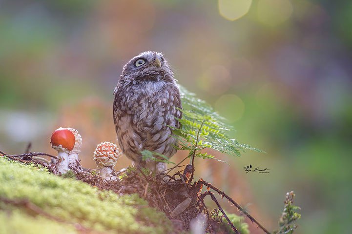  . Tanja Brandt - 4