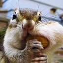 ���� Konstantine, ���������, 42 ���� - ��������� 8 ������ 2015 � ������ ������ ��������