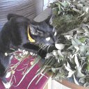 ���� ������, �����������, 55 ��� - ��������� 4 ������� 2015 � ������ ������ ��������