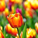 ���� �����, ������, 63 ���� - ��������� 5 ����� 2016 � ������ ������ ��������