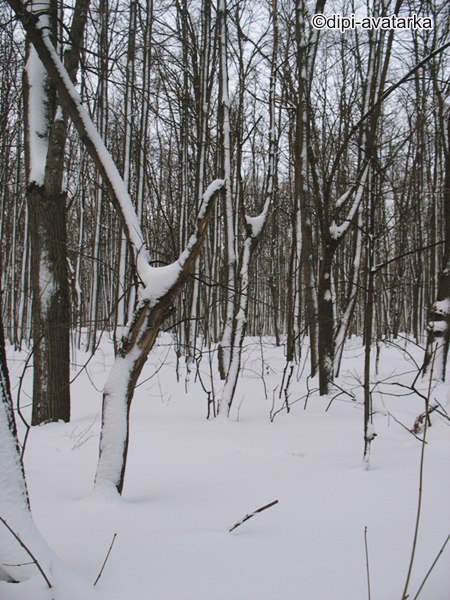 dipi-avatarka - 7  2016  11:26