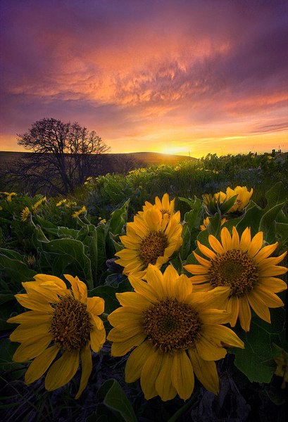  Marc Adamus. - 4
