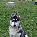 ���� ���-����, ������, 39 ��� - ��������� 19 ������� 2015 � ������ ���� ����������