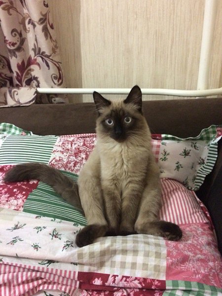 #ваши_котики@catism.Вот так наш кот сидит с утра и ждёт завтрака)