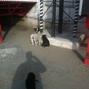 ���� Gosha, ��������, 65 ��� - ��������� 21 ������� 2015 � ������ ������ ��������