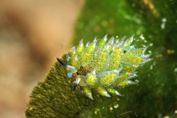  Costasiella kuroshimae  