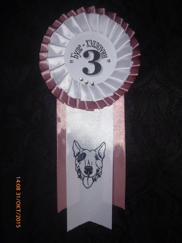 •°”*°• Наградные розетки •°*”°• https://fotostrana.ru/away?to=/sl/SDTЦеремонии награждения на выставках собак ... - 3