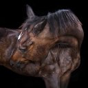 ���� ������, �����������, 52 ���� - ��������� 5 ������� 2015 � ������ ����� ������ۻ