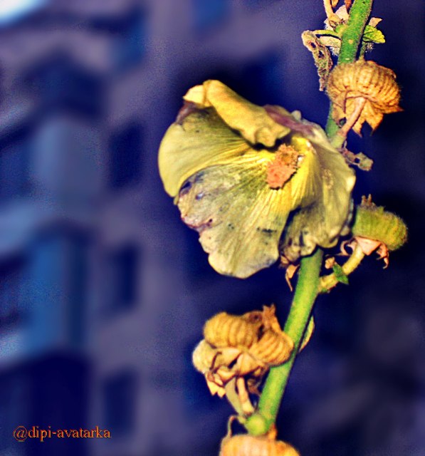 Эксиз постера к триллеру "Мальва в октябре" :)