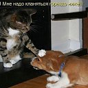  ******, , 53  -  10  2015   