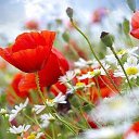 ���� �����, ������ - ��������� 4 ������� 2015 � ������ ������ ��������