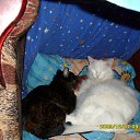 ���� ��������, �����-���������, 66 ��� - ��������� 12 ������� 2016 � ������ ������ ��������