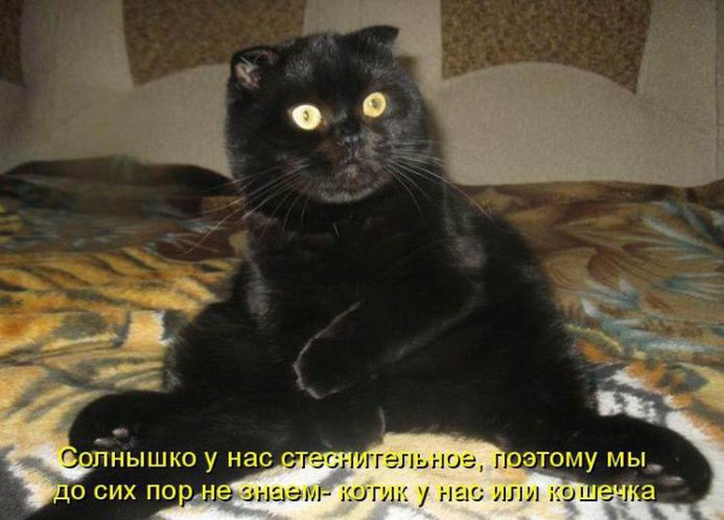 Жизнь это куча всякой фигни которая происходит гомер симпсон. Крысятничество в коллективе. Сел и рассказал коту про свою работу. Чтобы ваши дети не были похожи на барта симпсона. Смешные фразы про машу.