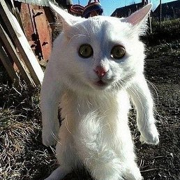 �������, �����������