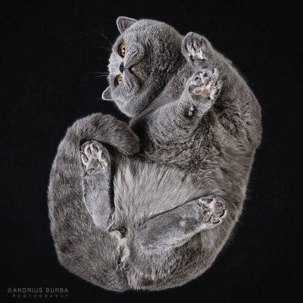  Cat  . - 2