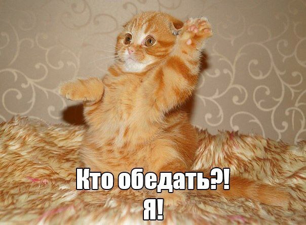 Без кота и жизнь не та - 18 января 2016 в 01:30