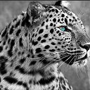  ~Isidora~,  -  11  2015    