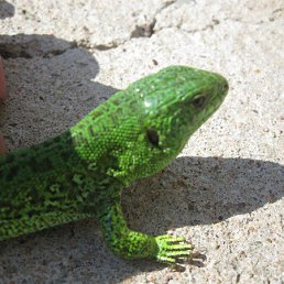 �����, ������, 27 ���