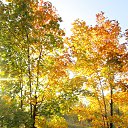 ���� ���, ������ - ��������� 17 ������� 2015 � ������ ���� ����������