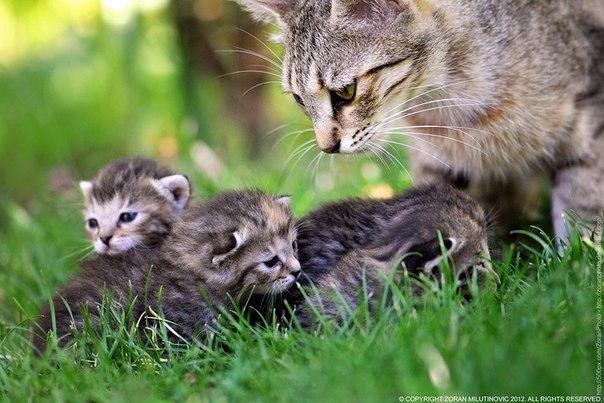 ...чтобы мамочка всегда была рядом - 4