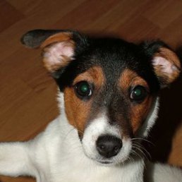 �����, ������������, 38 ���