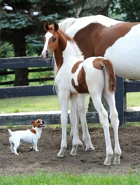 - |  -  . - 1  2016  20:38