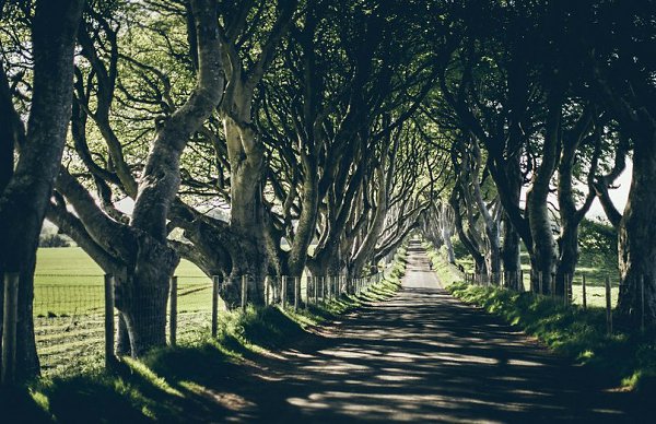 Буковая аллея (которая в оригинале называется Dark Hedges).