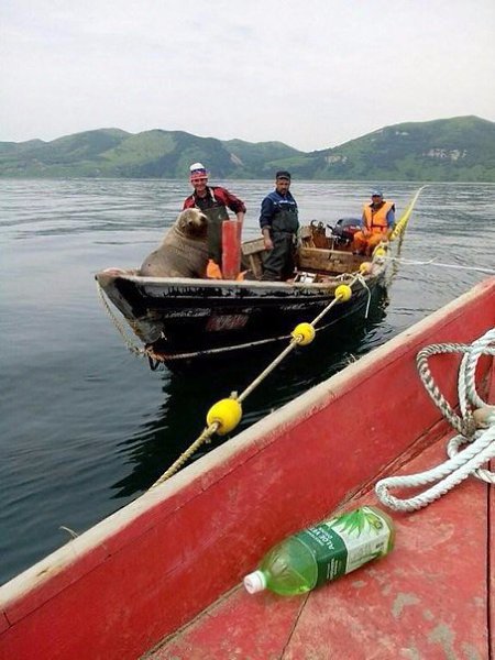 Морской котик влез в лодку к сахалинским рыбакам и не хотел уходить. Так весь день с ними и ... - 4