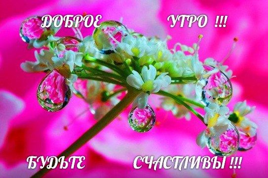 Привыкайте счастливыми быть!!! Просыпаться с улыбкой лучистой! И со взглядом, по детскому, чистым, ...