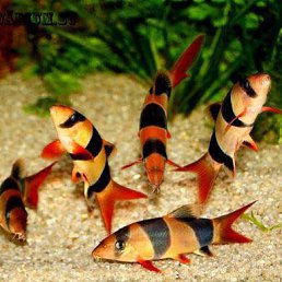 ���� Sashenka, ����, 39 ��� - ��������� 7 ����� 2016