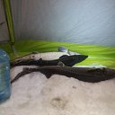 ���� ��������, ����-�������, 61 ��� - ��������� 2 ������� 2016 � ������ ���� ����������