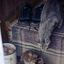 ���� �����, �����, 39 ��� - ��������� 16 ������ 2016 � ������ ������ ��������