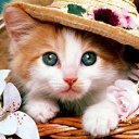 ���� �����, �������� - ��������� 6 ������� 2015 � ������ �������� ��������