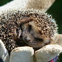 ���� �������, �����������, 62 ���� - ��������� 26 ������� 2016 � ������ ���� ���� ��� ���