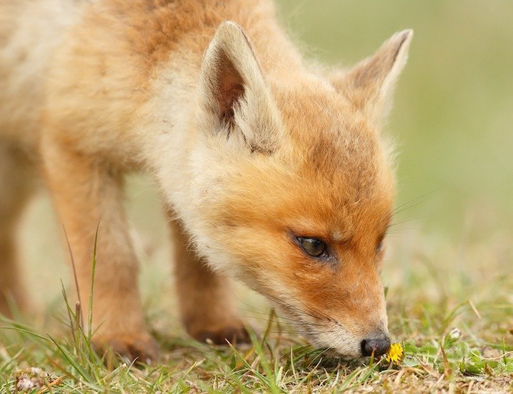 Roeselien Raimond. - 5