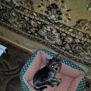  , , 37  -  11  2015   !)