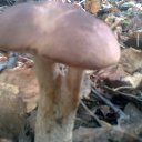 �������� �������� �� ������� ���� ����������