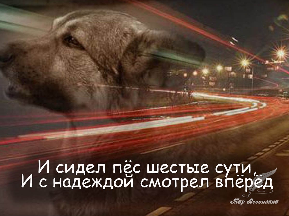 На широкой большой дороге.На московский на кольцевой Пес сидел, там где спуск пологий, Пес ...