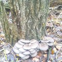 ���� �������, ����������, 45 ��� - ��������� 21 ������� 2015