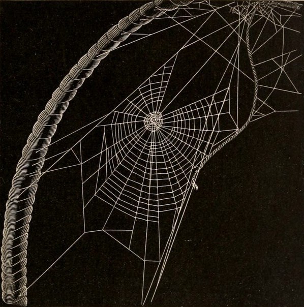 American Spiders and Their Spinningwork by Henry McCook (1889).