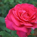 ���� Aru, �������� - ��������� 2 ������� 2015 � ������ �FLOWERS�