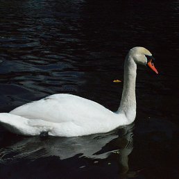 ���� �������, ��������������, 49 ��� - ��������� 24 ������� 2015