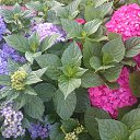 ���� �������, ������, 51 ��� - ��������� 9 ������� 2015 � ������ ���� ������