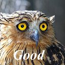 ���� ����, �����-��������� - ��������� 15 ������� 2015 � ������ ������ ��������