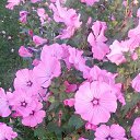 ���� ���������, ������ - ��������� 5 ������ 2015 � ������ ���������� ������