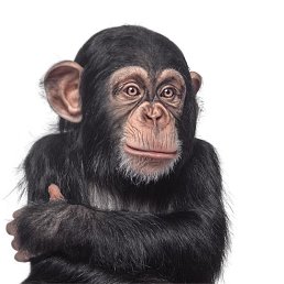 ���������(�����), ������������, 65 ���