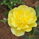 ���� Aru, �������� - ��������� 2 ������� 2015 � ������ �FLOWERS�